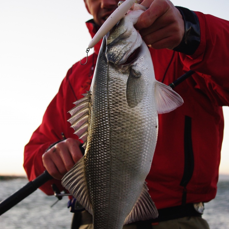Un hamecon simple avec oeillet en ligne permet d'armer un poisson nageur Un hamecon simple avec oeillet en ligne permet d'armer un poisson nageur