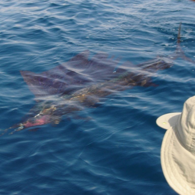 pêche exotique aux leurres d'un espadon voilier pêche exotique aux leurres d'un espadon voilier