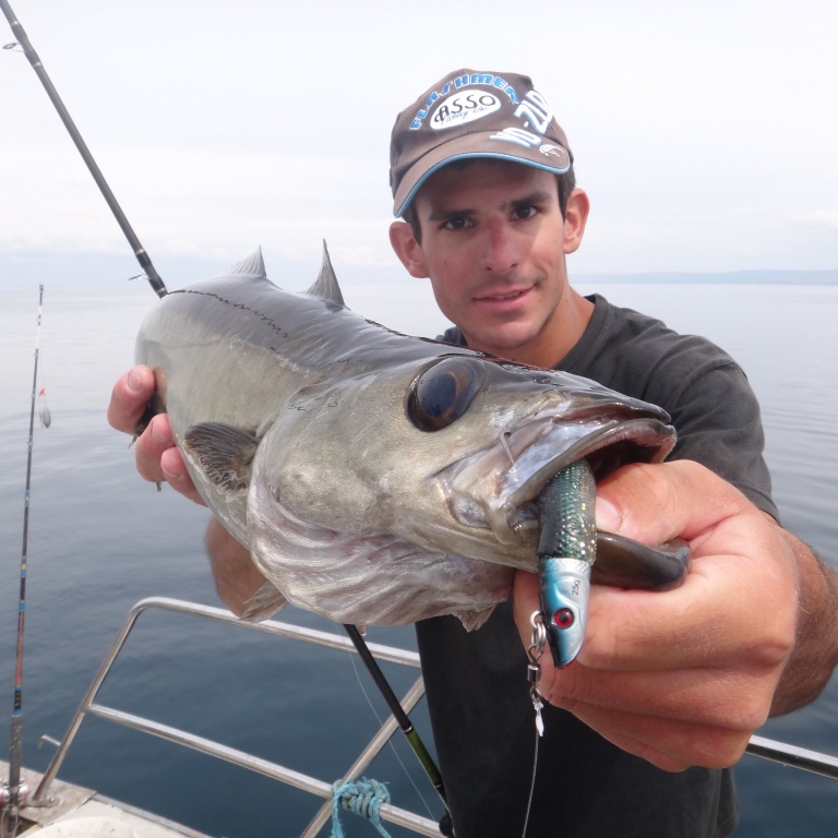 Un lieu jaune pêché grâce au blue shad