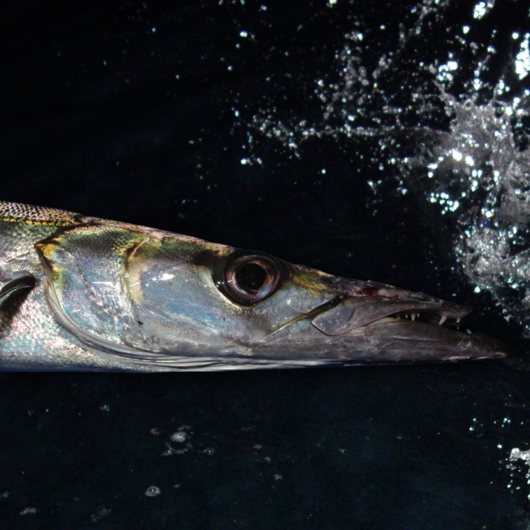 Pêche d'un barracuda, vue sous l'eau