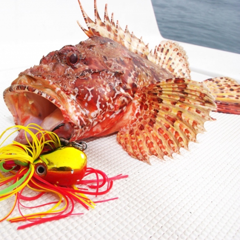 Pêche d'un chapon en casting