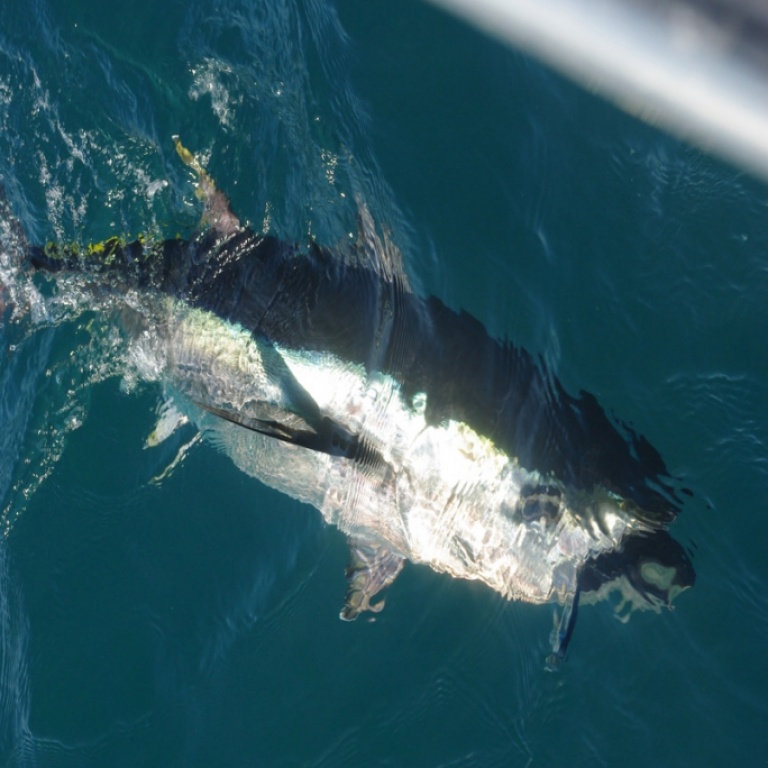 Pêche dans les chasses