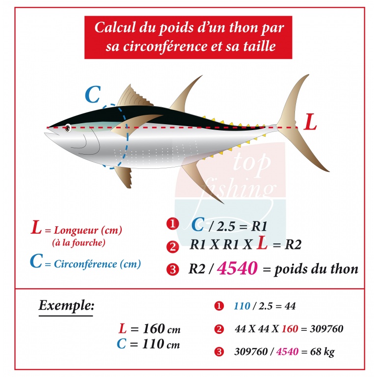 Tous les thons marqués sont mesurés pour avoir une estimation exacte du poids. Ces mesures sont notées pour le suivi du poisson doté de la balise Tous les thons marqués sont mesurés pour avoir une estimation exacte du poids. Ces mesures sont notées pour le suivi du poisson doté de la balise