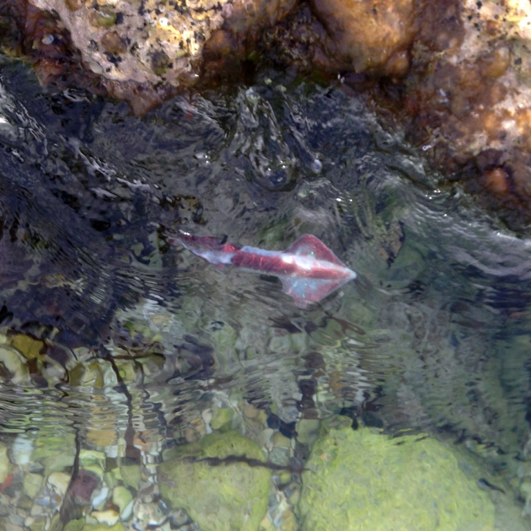 Chipiron de Squid Art, en mer Chipiron de Squid Art, en mer