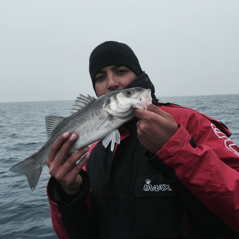 Le bar peut également être capturé en shore jigging Le bar peut également être capturé en shore jigging