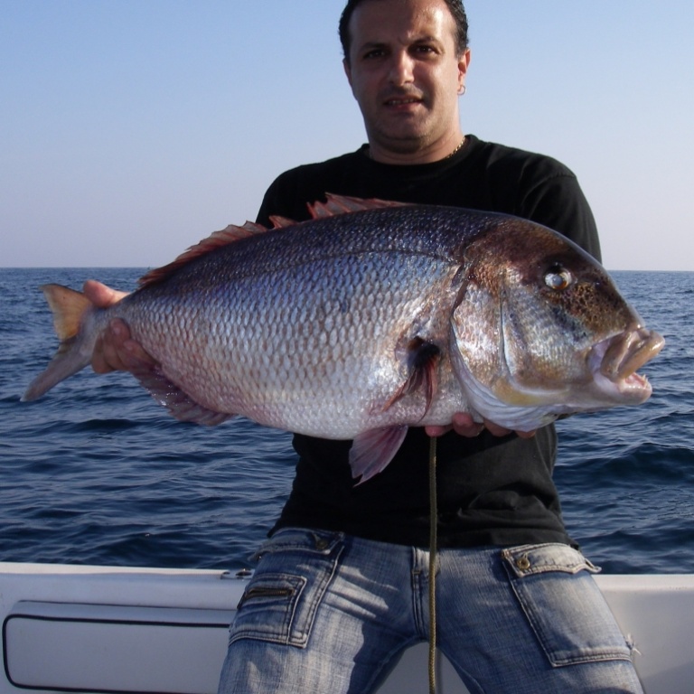 Un magnifque Denti pêcher en Downrigger Un magnifque Denti pêcher en Downrigger