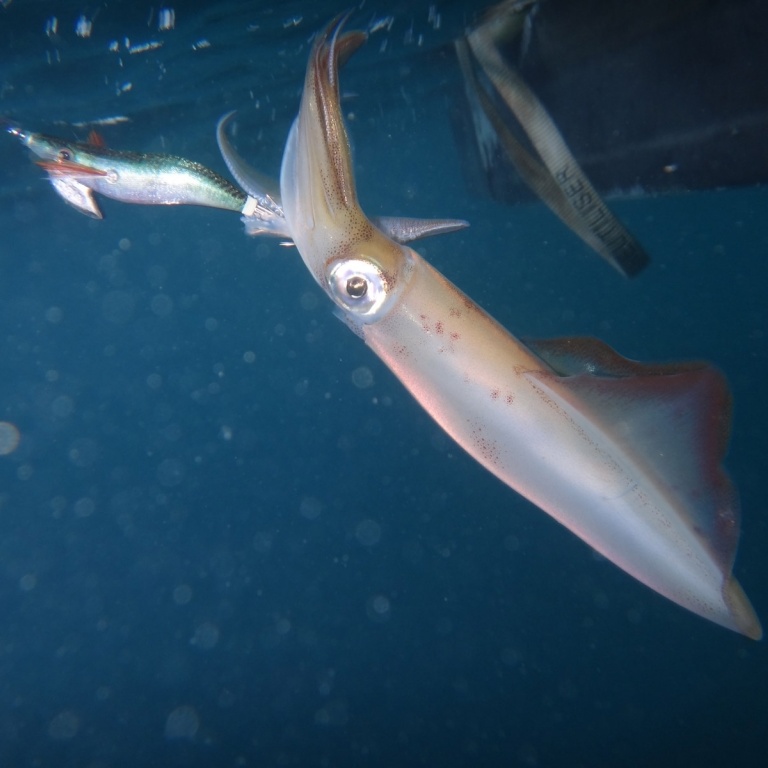Le calamar se pêche à la turlutte également appelée calamarette ou totenière