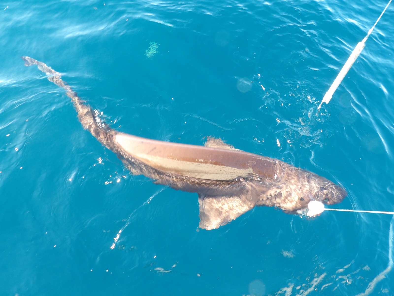 Requin griset arrivant au bateau