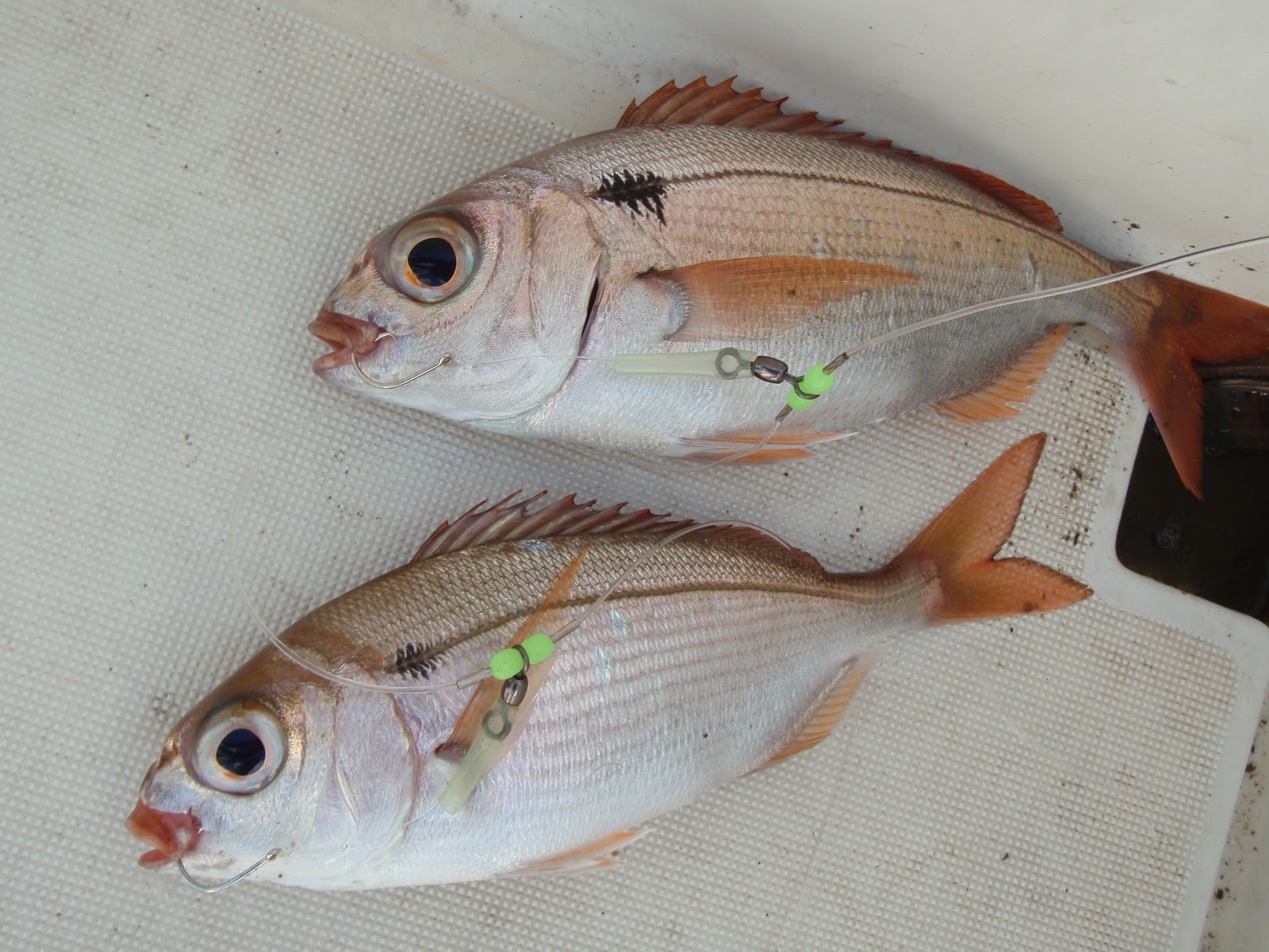 Identifier les poissons : pêche en mer