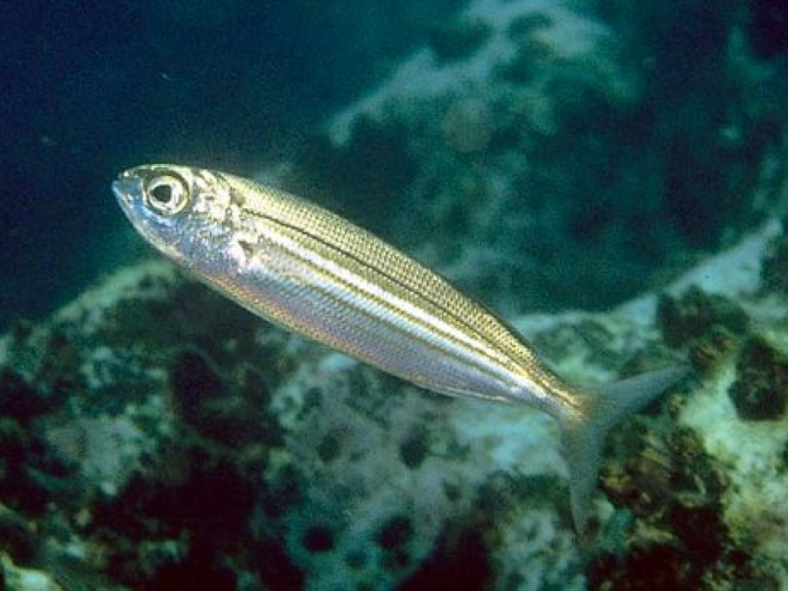 Reconnaître les principales espèces de poissons pêchées en mer