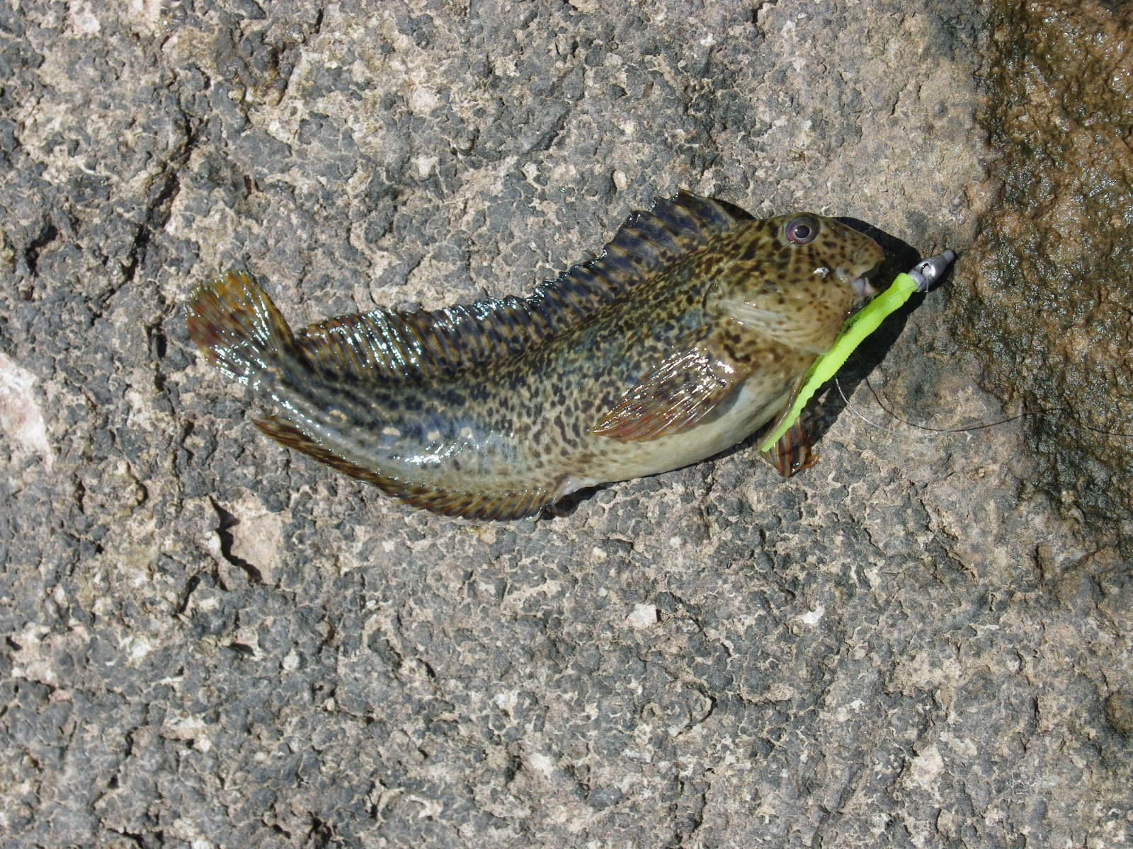 Identifier les poissons : pêche en mer