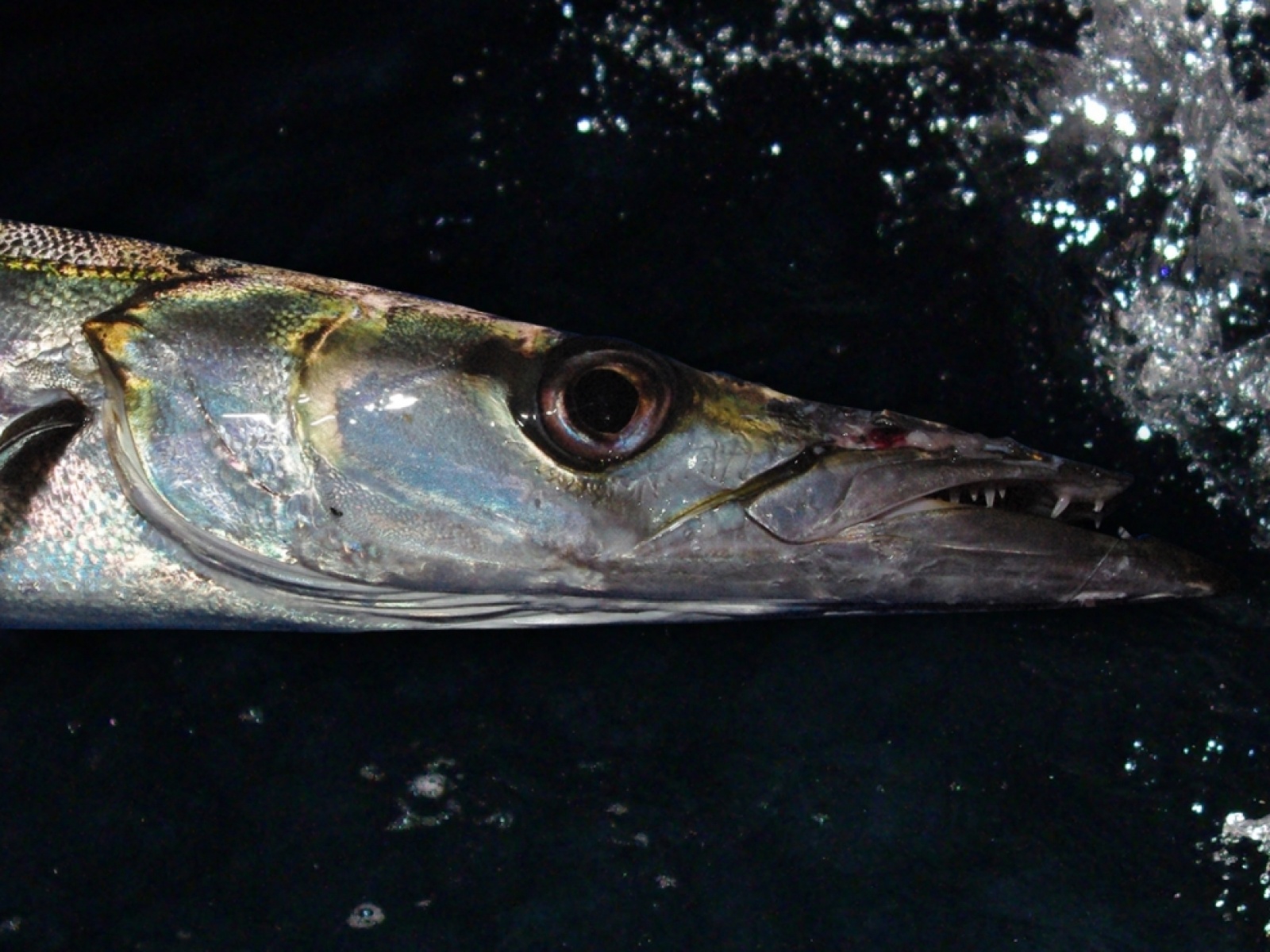 Pêche d'un barracuda, vue sous l'eau