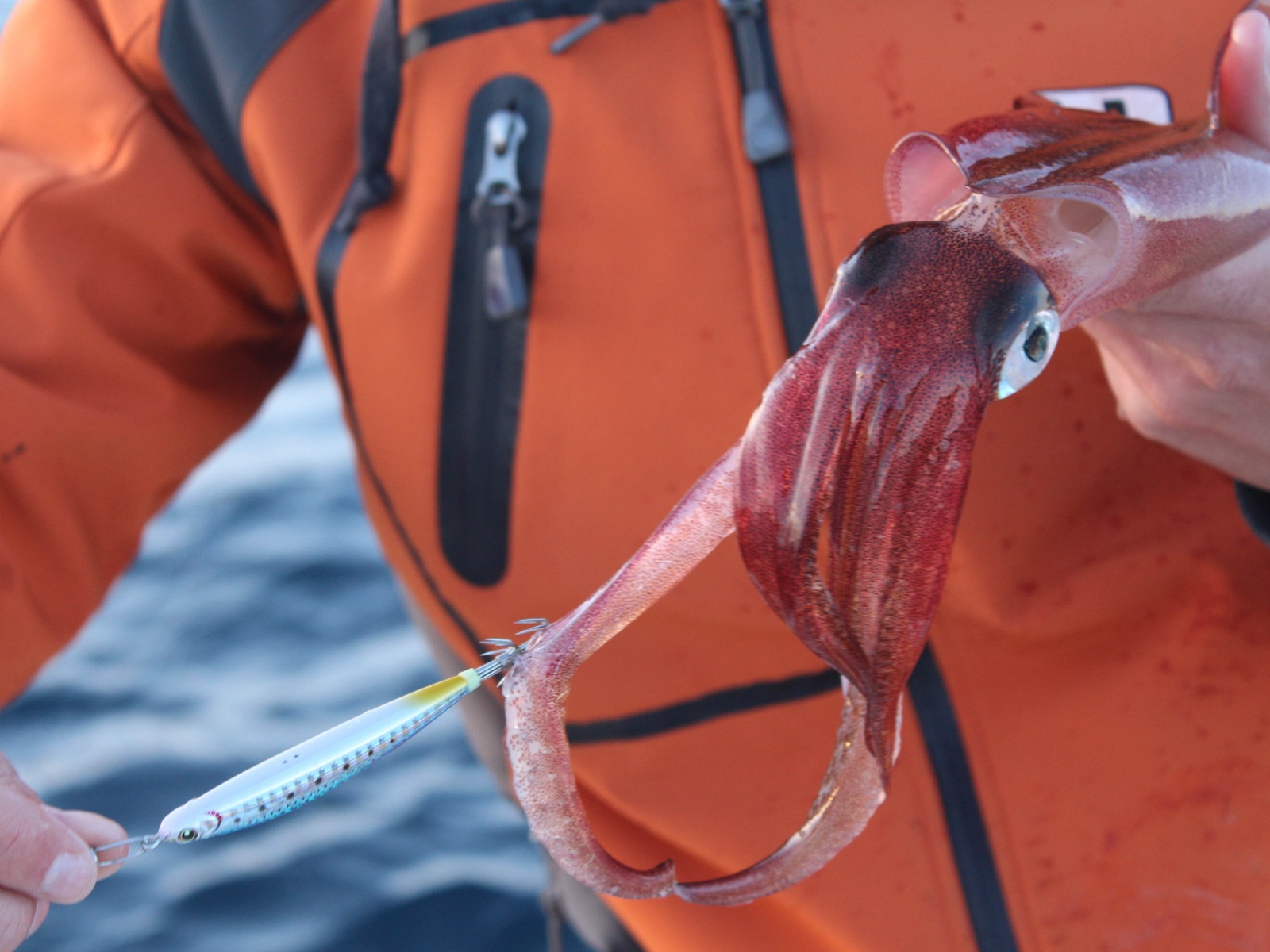 Un autre calamar pris cette fois avec une EZ Minnow ultra bleue