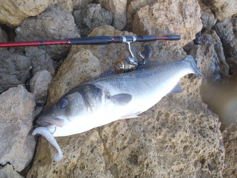 Encore un Loup au One-Up-Shad Blanc Encore un Loup au One-Up-Shad Blanc