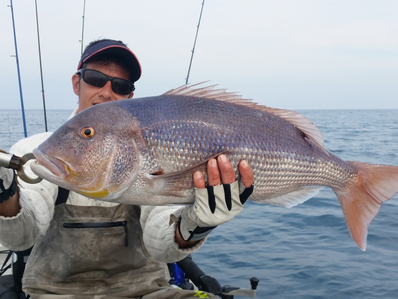 Le Grumpy Fish Glowbite est idéal pour pêcher les sparidés carnassiers tels que ce denti ! Le Grumpy Fish Glowbite est idéal pour pêcher les sparidés carnassiers tels que ce denti !