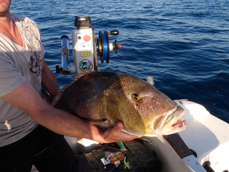 Magnifique denti de 9 kg pris au vif avec la technique du downrigger