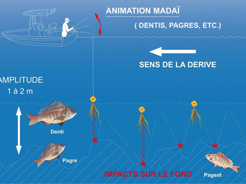 Animation du madaï Maréchal à proximité du fond