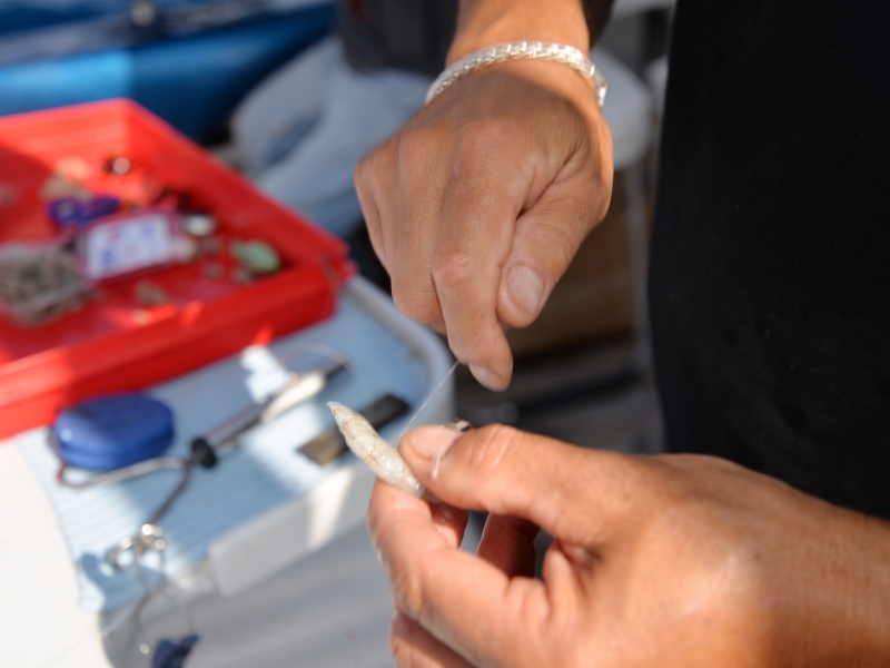 La gambas est un bon appât mais étant fragile, il est conseillé de la renforcer avec de l’élastique à ligaturer fin La gambas est un bon appât mais étant fragile, il est conseillé de la renforcer avec de l’élastique à ligaturer fin