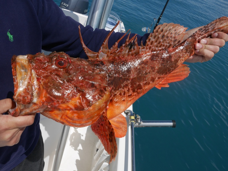 Les chapons pris en pêche profonde sont généralement des spécimens de grande taille comme celui-ci Les chapons pris en pêche profonde sont généralement des spécimens de grande taille comme celui-ci