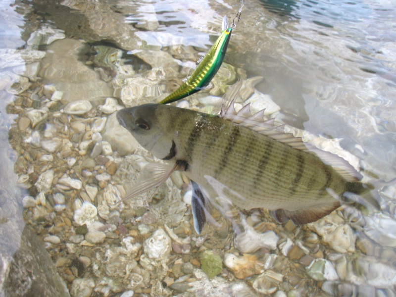 Le Seabass College 90 Tackle House vert est un must pour le sar ! Le Seabass College 90 Tackle House vert est un must pour le sar !