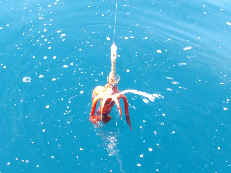 Les gros calamars rouges sont très puissants Les gros calamars rouges sont très puissants