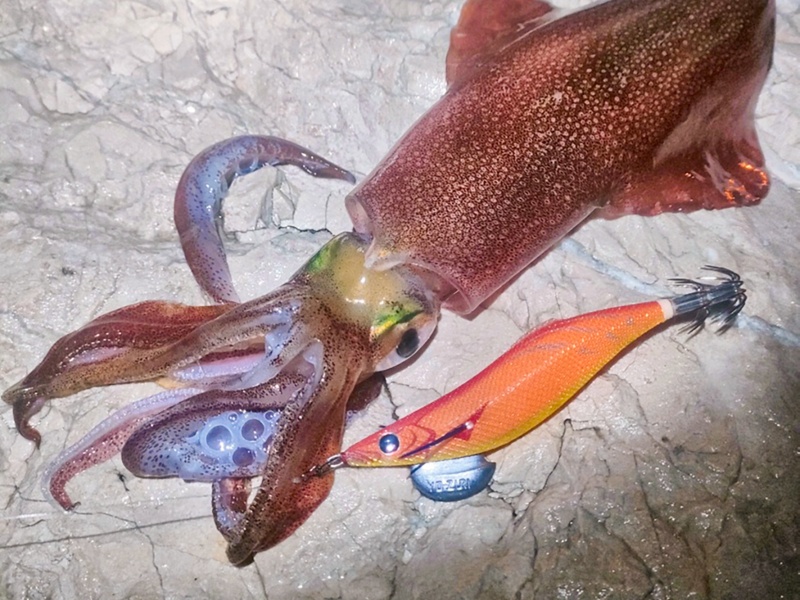 Beau calamar pris à l’Aurie-Q Long Cast Yo-Zuri !