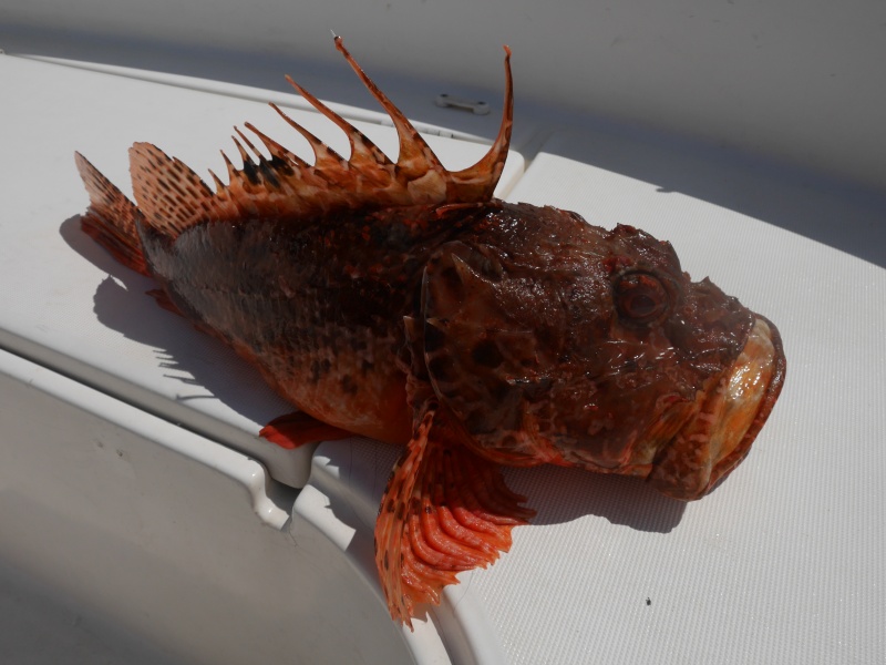 Les chapons pris en pêche profonde sont généralement des spécimens de grande taille comme celui-ci