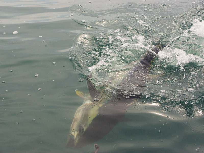 Thon rouge pris avec un jig minnow ! Thon rouge pris avec un jig minnow !