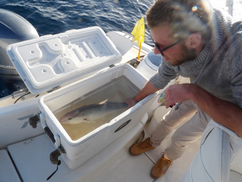 Cette sériole a été aussitôt libérée après la photo d’usage par ce stagiaire du guide de pêche Fabien Harbers Cette sériole a été aussitôt libérée après la photo d’usage par ce stagiaire du guide de pêche Fabien Harbers