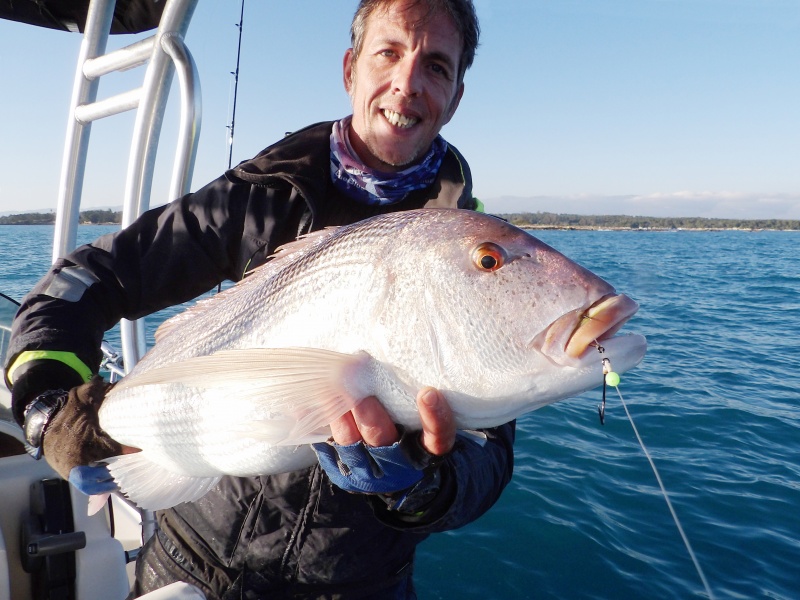 Beau denti pris au downrigger par le moniteur guide de pêche Fabien