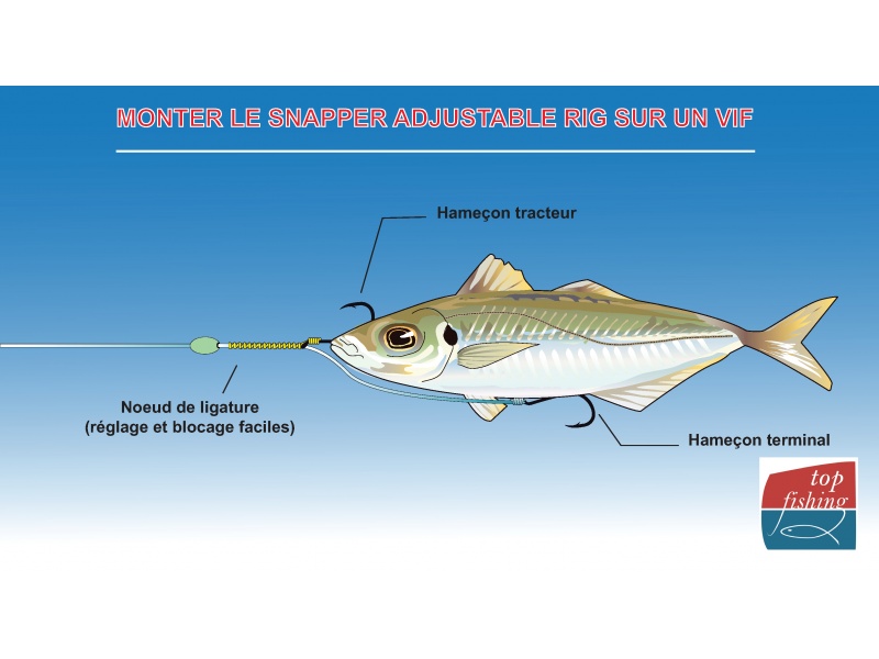 Le montage Snapper Adjustable EX304 Hayabusa est RÉGLABLE et BLOCABLE pour pouvoir s’adapter à la taille du vif : le top pour le downrigger ! 