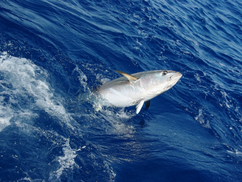 Le Natural Sardine Bertox est armé pour les plus gros pélagiques !