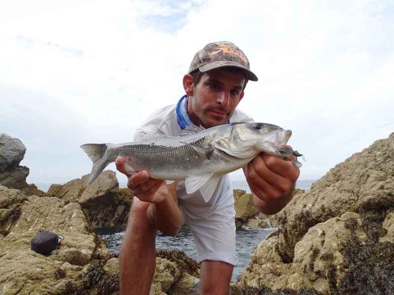 Ce Pulse monté sur une tête plombée texane Finess Nose Jig a permis de pêcher ce bar dans un milieu très encombré Ce Pulse monté sur une tête plombée texane Finess Nose Jig a permis de pêcher ce bar dans un milieu très encombré