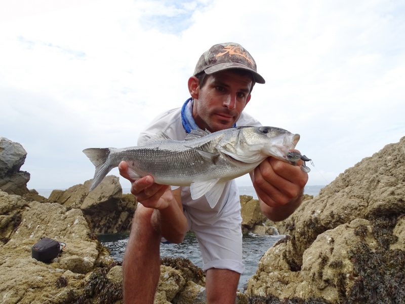 Ce Pulse monté sur une tête plombée texane Finess Nose Jig a permis de pêcher ce bar dans un milieu très encombré