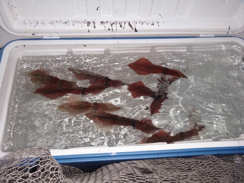 La technique du tataki avec des Oppais Yamashita permet de faire facilement des calamars pour toute une journée de pêche au downrigger La technique du tataki avec des Oppais Yamashita permet de faire facilement des calamars pour toute une journée de pêche au downrigger