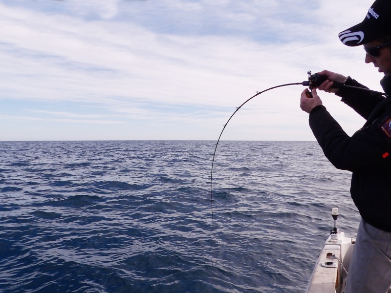 La très grande progressivité du blank de l’Amazing permet de pêcher très fin au tenya !