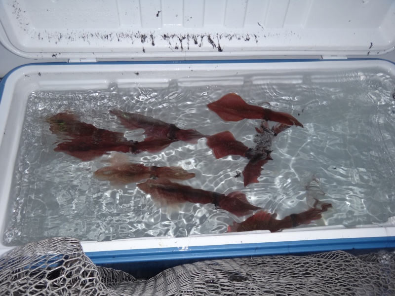 En tataki, il est facile de faire rapidement suffisamment de calamars pour toute une journée de pêche au downrigger En tataki, il est facile de faire rapidement suffisamment de calamars pour toute une journée de pêche au downrigger