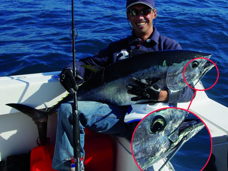 Thon pris avec un casting jig armé avec un hameçon simple JS 1 Decoy Thon pris avec un casting jig armé avec un hameçon simple JS 1 Decoy