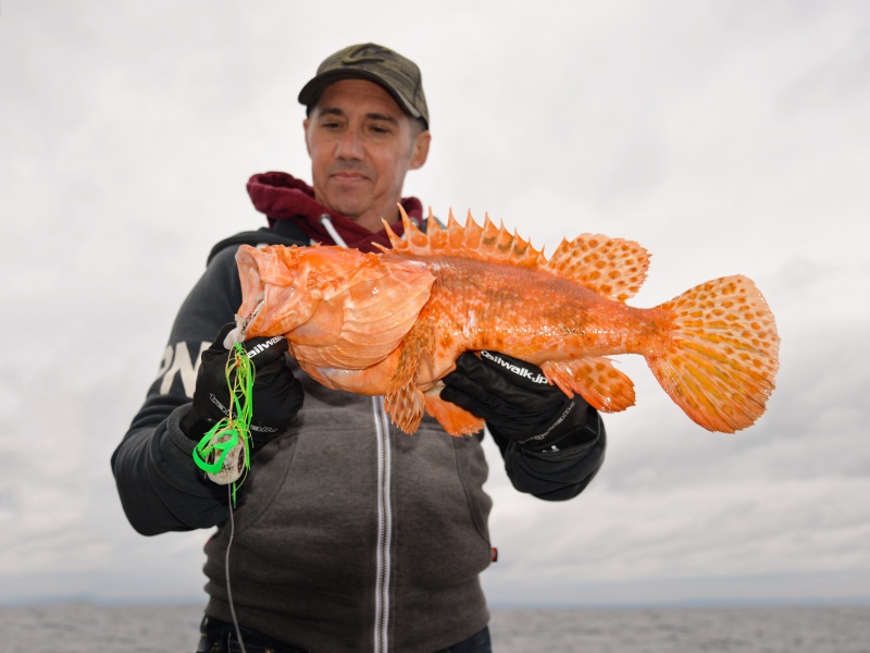 Magnifique chapon pêché avec l’Omega Slider Head X-Paragon Magnifique chapon pêché avec l’Omega Slider Head X-Paragon