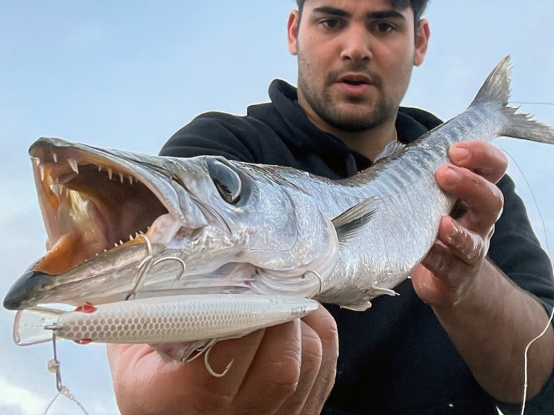 Les Mommotti Seaspin sont des aimants à barracudas ! Les Mommotti Seaspin sont des aimants à barracudas !