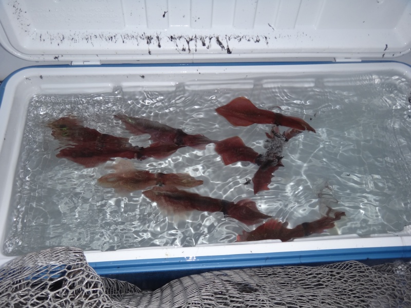Un tel stock de calamars conservés dans un vivier permettra de pêcher la sériole au downrigger toute la journée !  