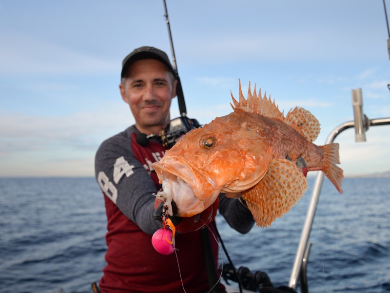 Enorme chapon pris à plus de 260 m de fonds au Slider Omega Paragon !