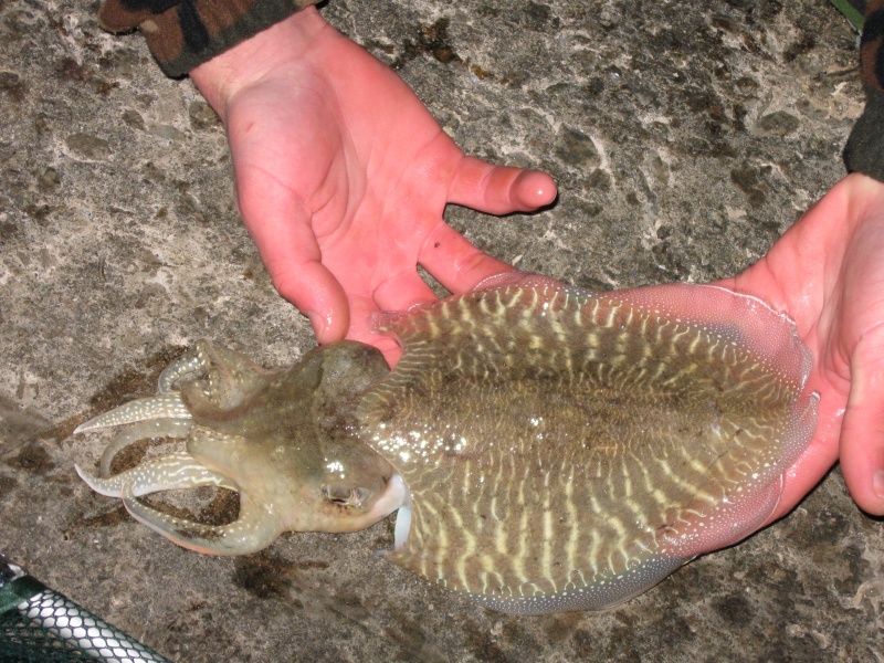Une mini turlutte permet de pêcher efficacement avec des eaux très claires Une mini turlutte permet de pêcher efficacement avec des eaux très claires