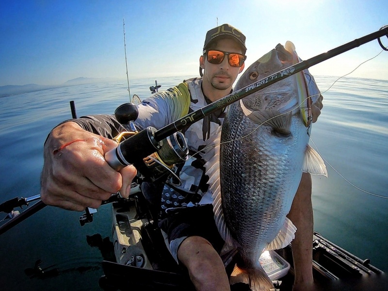 Denti pêché avec le shad Real Fish JLC coloris girelle femelle