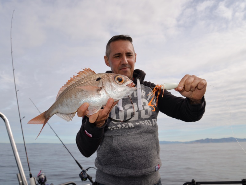 Jolie dorade rose prise avec le Squid Game Slider X-Paragon en version madaï – kaburast très efficace sur les sparidés Jolie dorade rose prise avec le Squid Game Slider X-Paragon en version madaï – kaburast très efficace sur les sparidés