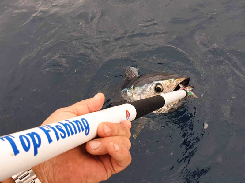Pour les petits thons, utilisez des jigs minnows de 8 à 10 cm maximum ! Pour les petits thons, utilisez des jigs minnows de 8 à 10 cm maximum !