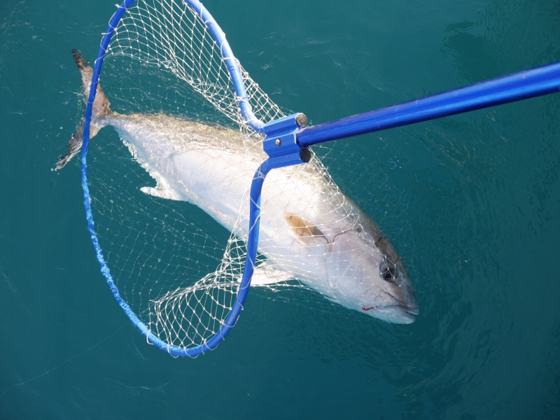 Belle sériole prise au downrigger avec un montage stewart doté d’hameçons BKK Belle sériole prise au downrigger avec un montage stewart doté d’hameçons BKK