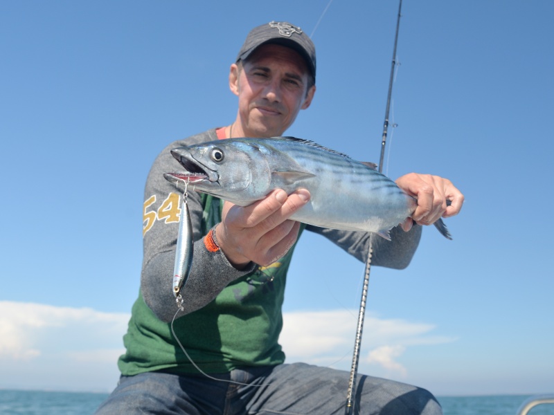 Quand les maquereaux sont présents dans les chasses, un jig minnow sélectionne les belles bonites Quand les maquereaux sont présents dans les chasses, un jig minnow sélectionne les belles bonites