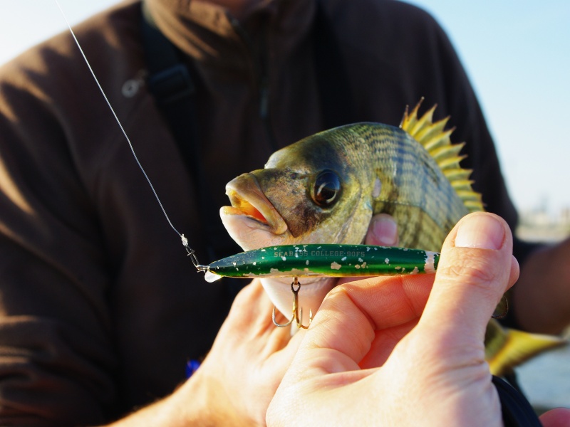 L’état de ce Seabass College 90 Tackle House montre bien son incroyable efficacité sur les sars ! 