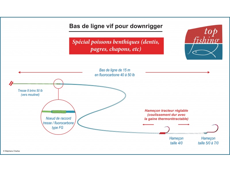 Bas de ligne vif avec montage « stewart » utilisé par Fabien Harbers pour la pêche en traîne lente du denti au downrigger